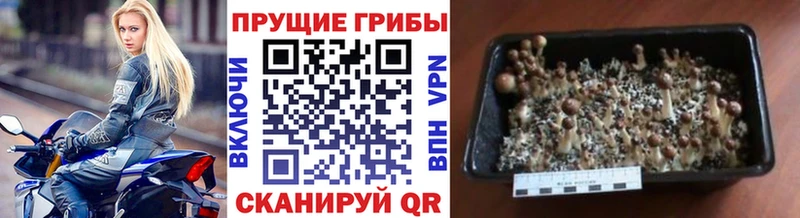 Купить  Колпашево  Галлюциногенные грибы MAGIC MUSHROOMS 